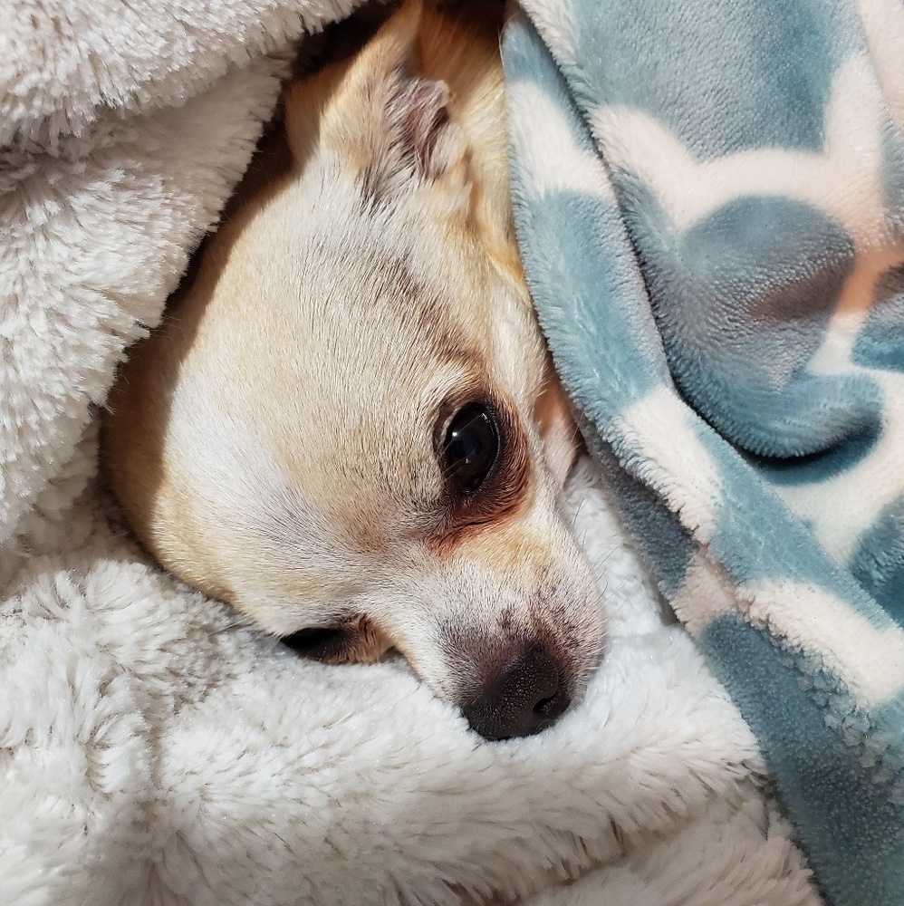 Meet your Posher, Sandy